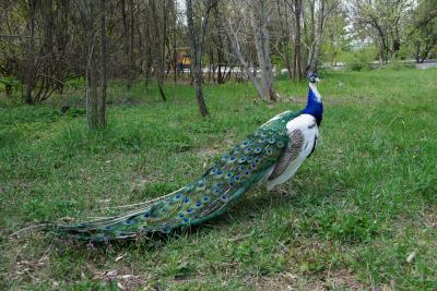 Прикрепленное изображение: A58-2 DSC00370.JPG